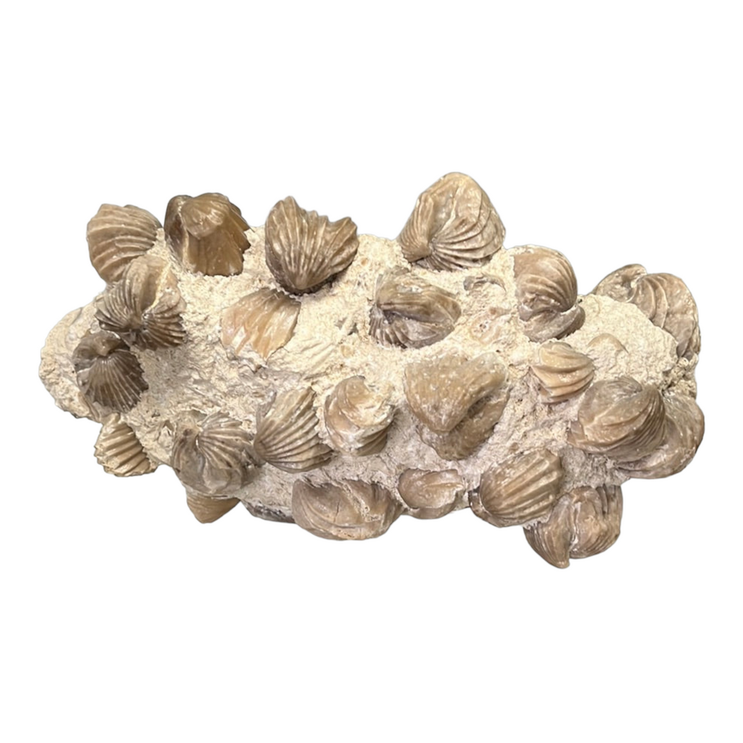 Rhynchonella fossil Rumigny France DR84