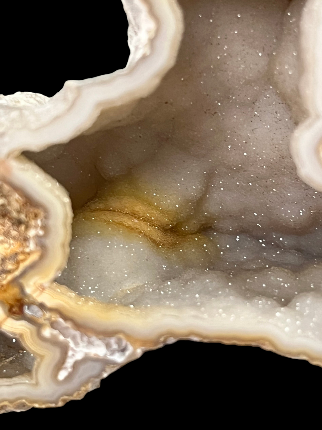 Fossilized coral chalcedony geode Tampa USA DR79