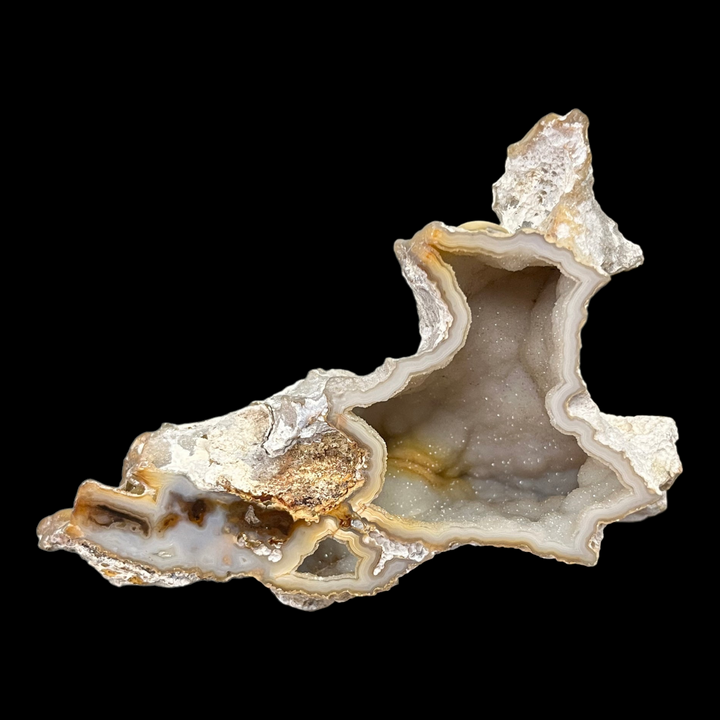 Fossilized coral chalcedony geode Tampa USA DR79