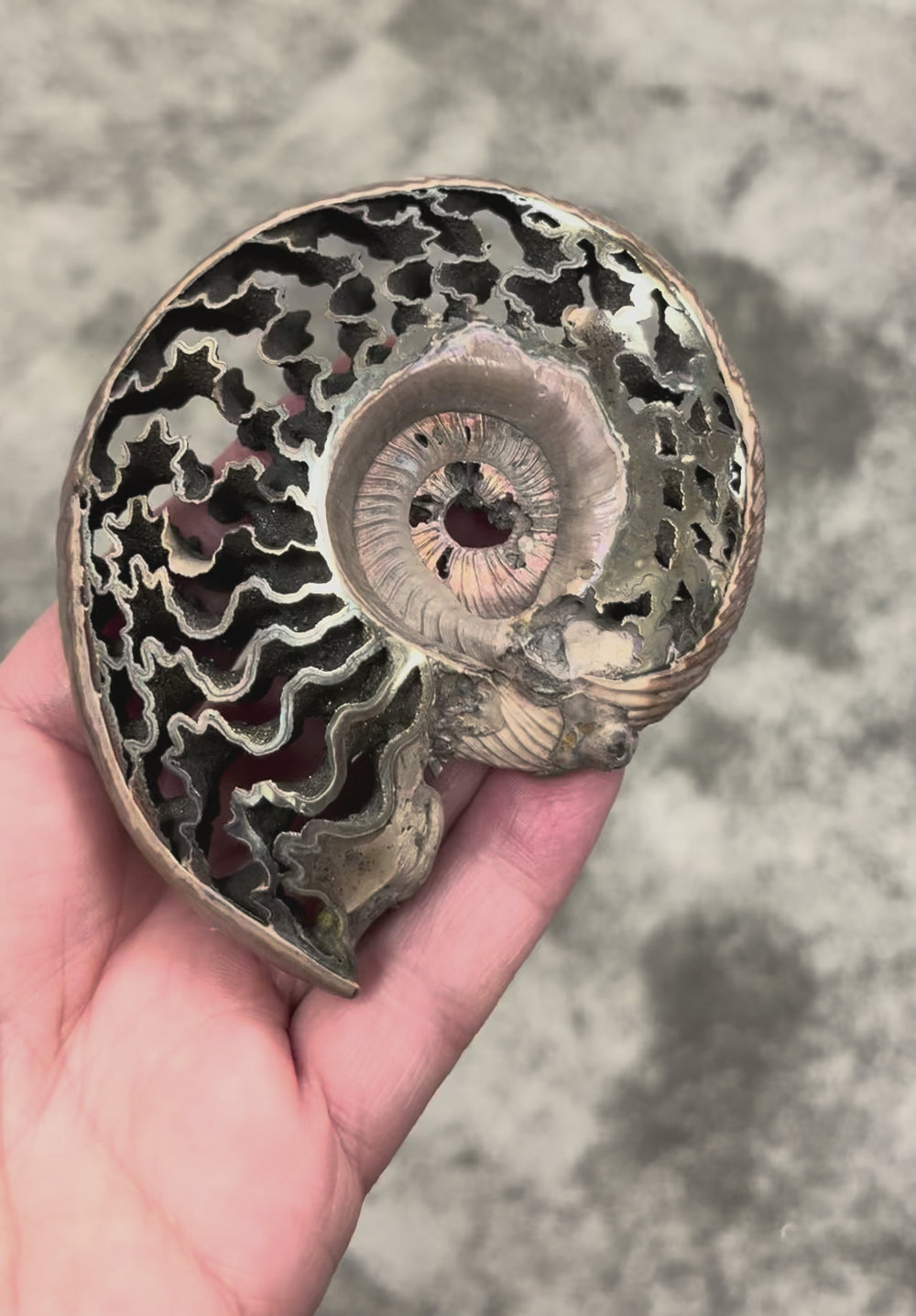 ammonite pyrite