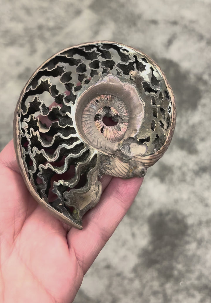 ammonite pyrite