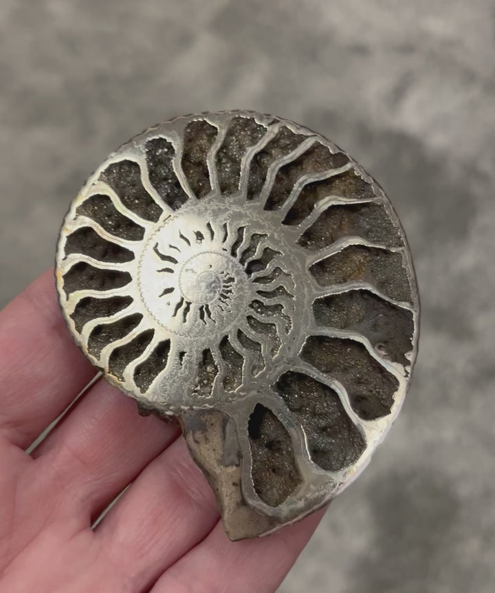 Pyritized ammonite from Russia, 72x60 mm, polished, #3