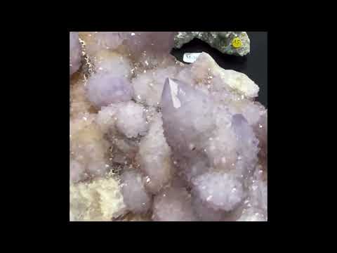 Amethyst cactus Mpumalanga South Africa DB117